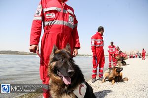 حضور سگ‌ های هلال احمر برای یافتن زهرا حسینی