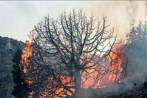 جنگل وِیسَر کجور همچنان در آتش می‌سوزد/ درخواست از بالگرد هوافضای سپاه برای خاموش کردن آتش