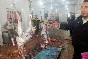 کشف واحد کشتار غیر مجاز شترمرغ