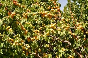 خوشه‌های تخصصی در بخش کشاورزی قم تشکیل شود