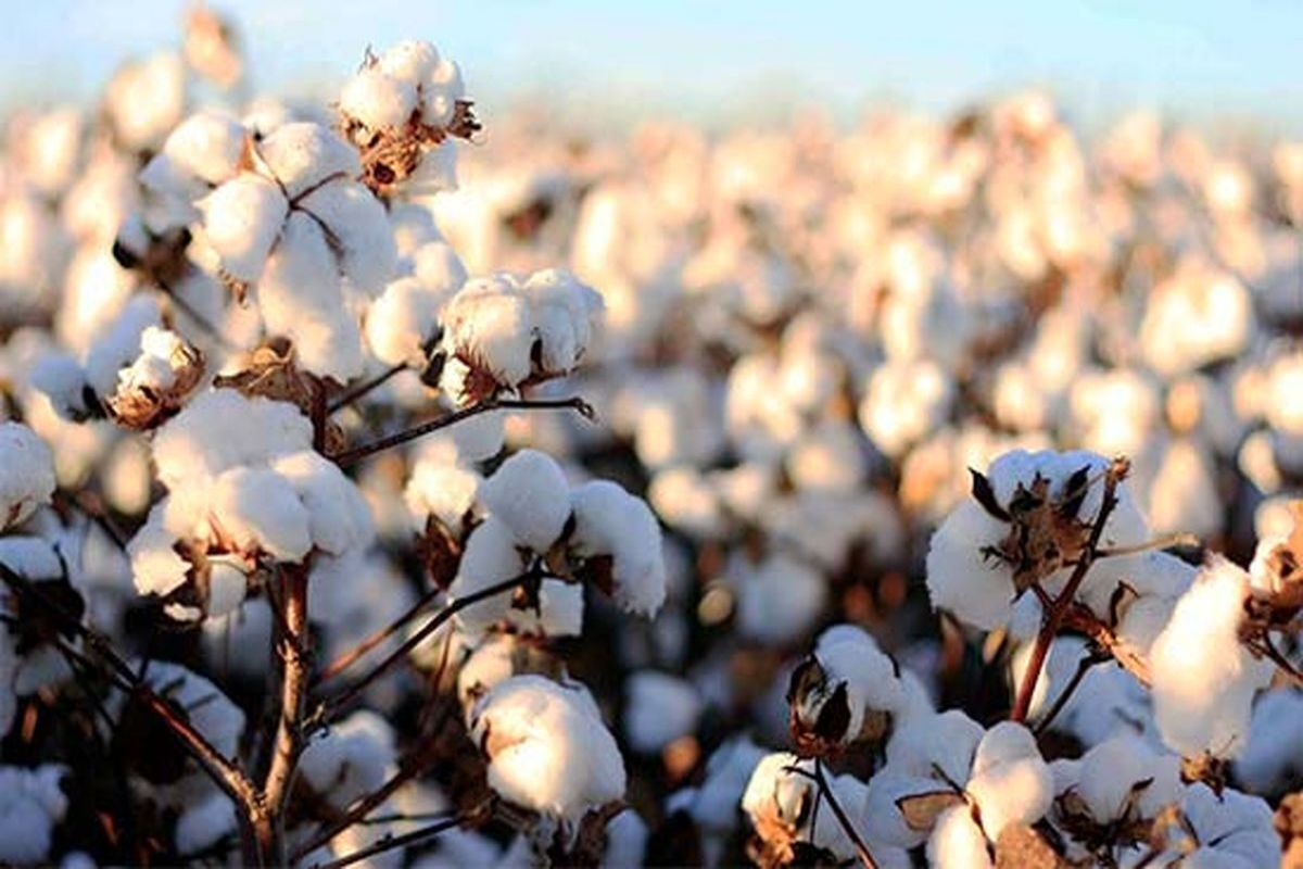 کشت پنبه