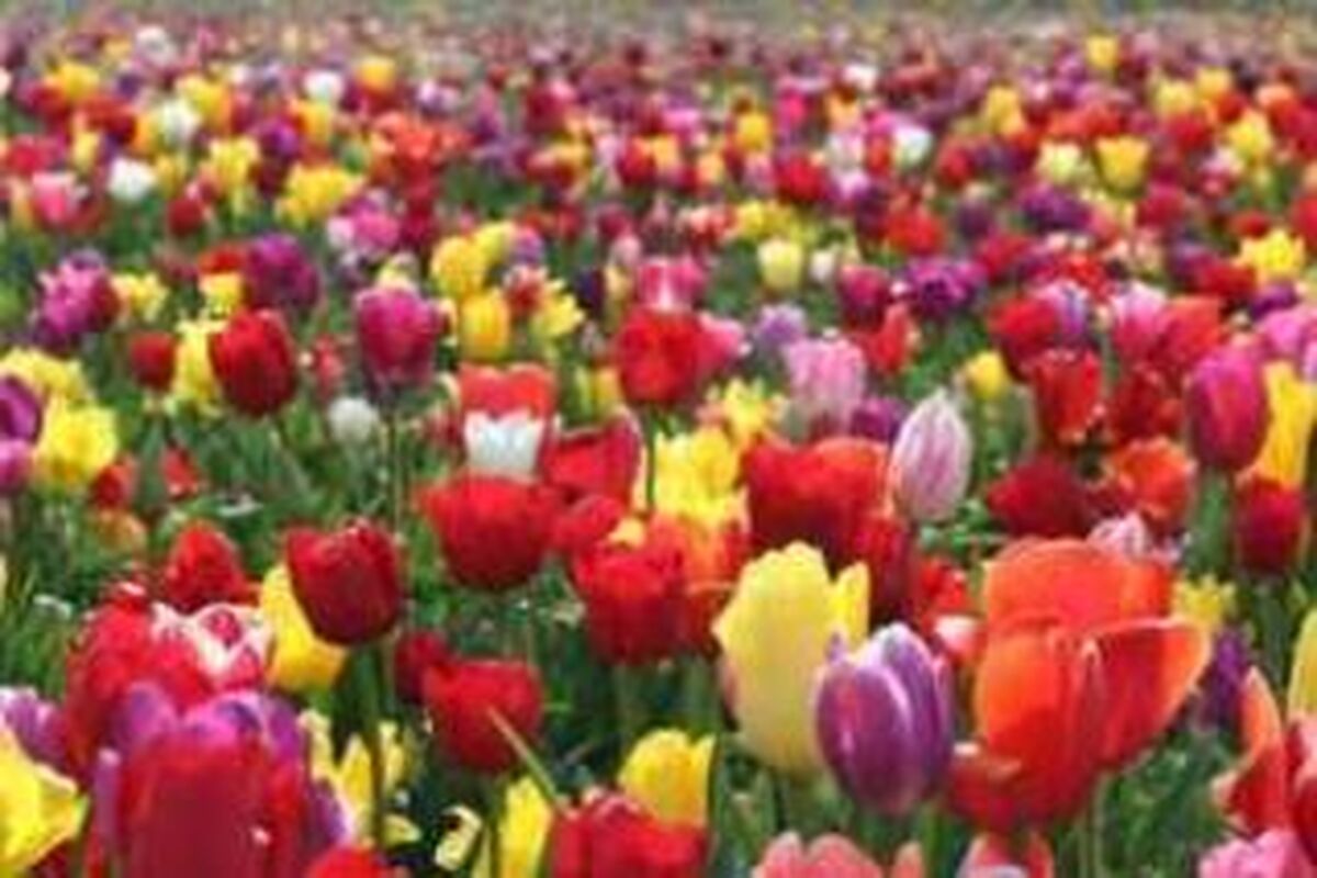 فضای سبز