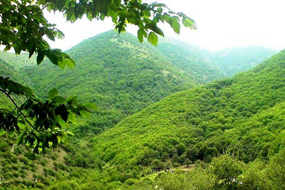 جنگل‌های هیرکانی1