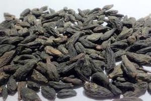 خواص هلیله سیاه/چگونه مانع سفیدی مو شویم؟