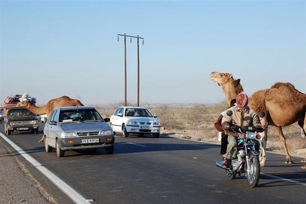 شترهای سرگردان