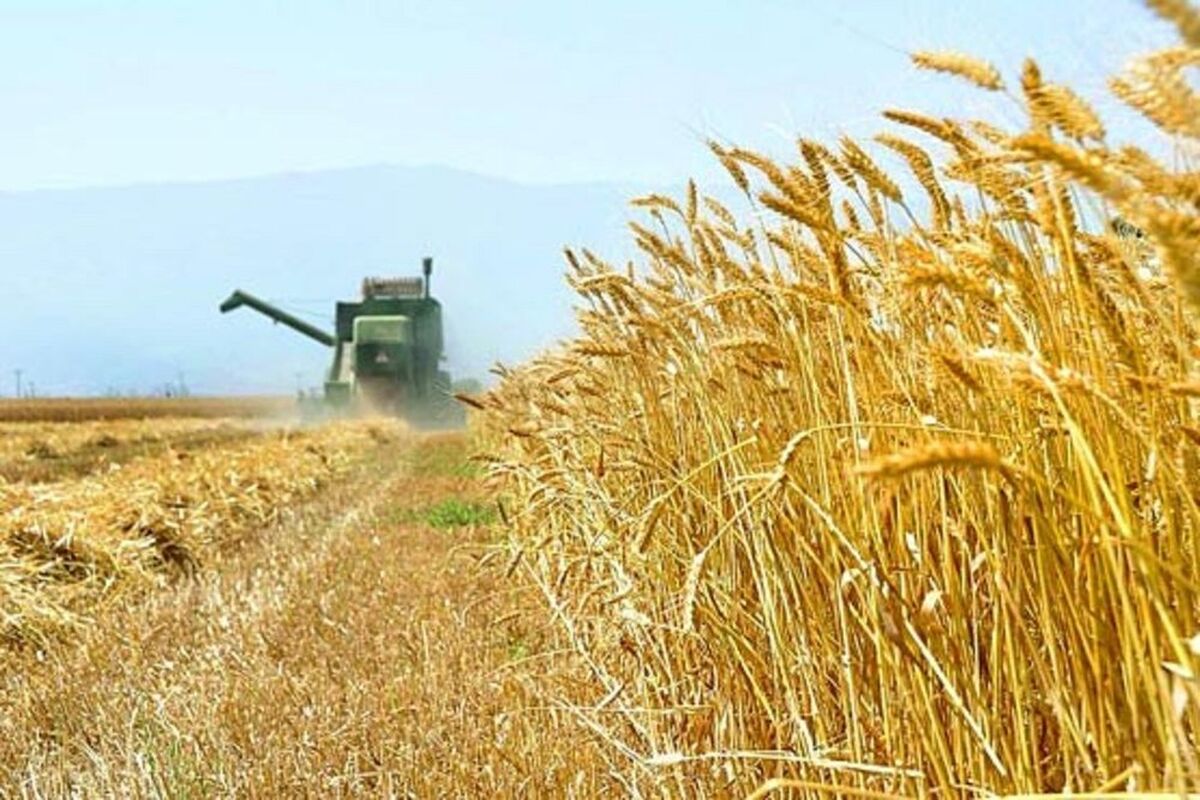 کرمانشاه رتبه 4 تولید گندم