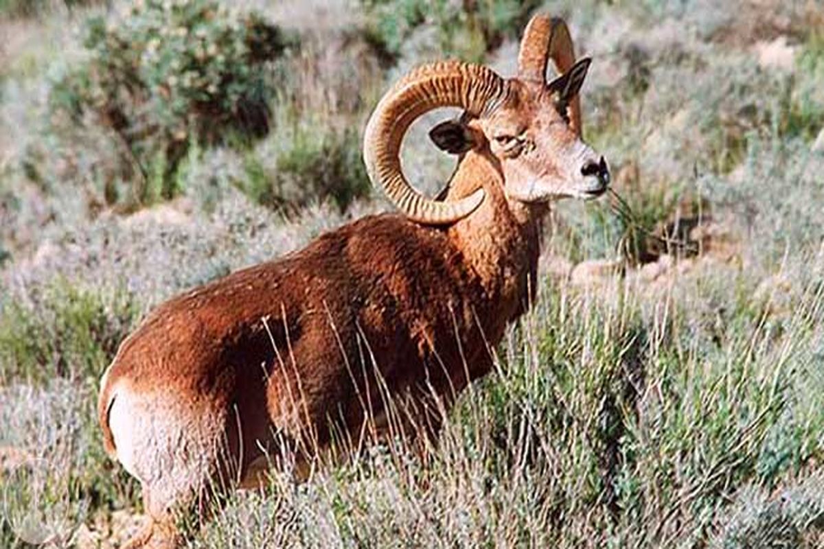 منطقه حافاظت شده کوه گنو