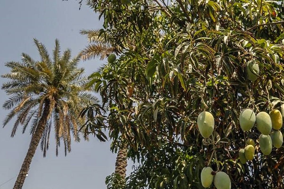انبه نارس