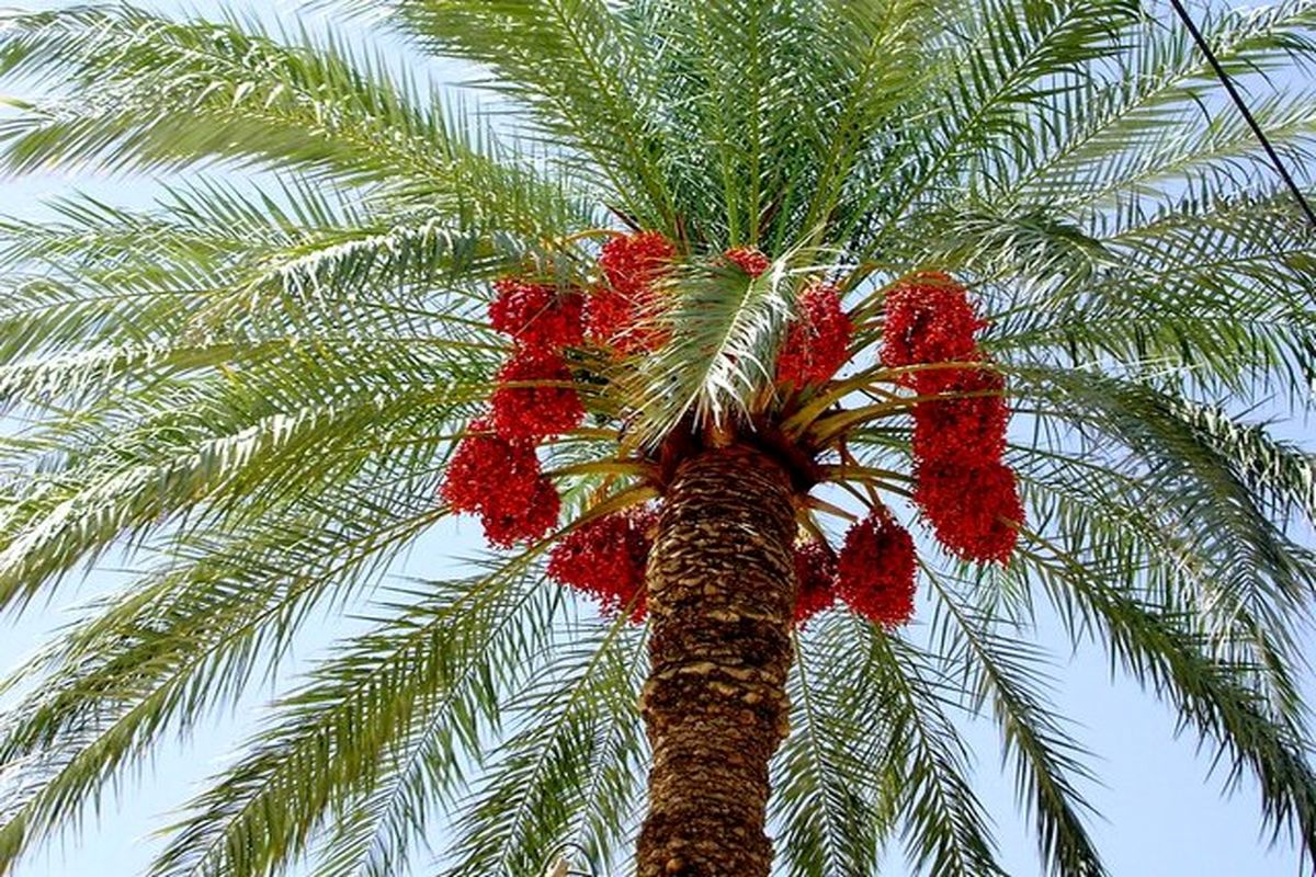 درخت خرما