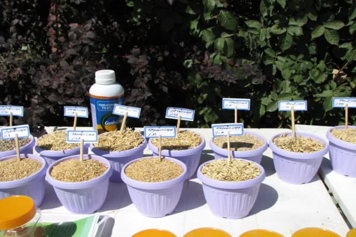 بذر جهاد قزوین