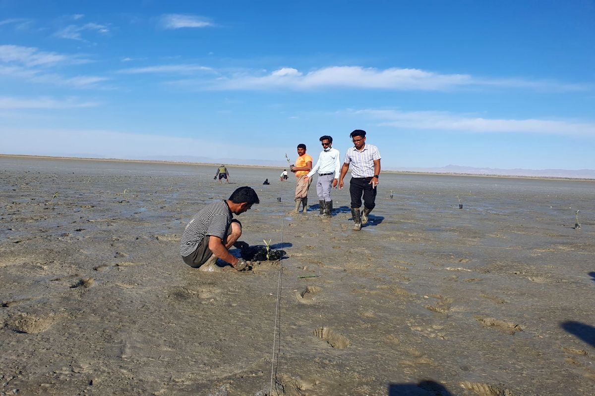 جنگل+حرا+میناب