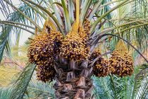 لغو ممنوعیت صادرات خرما