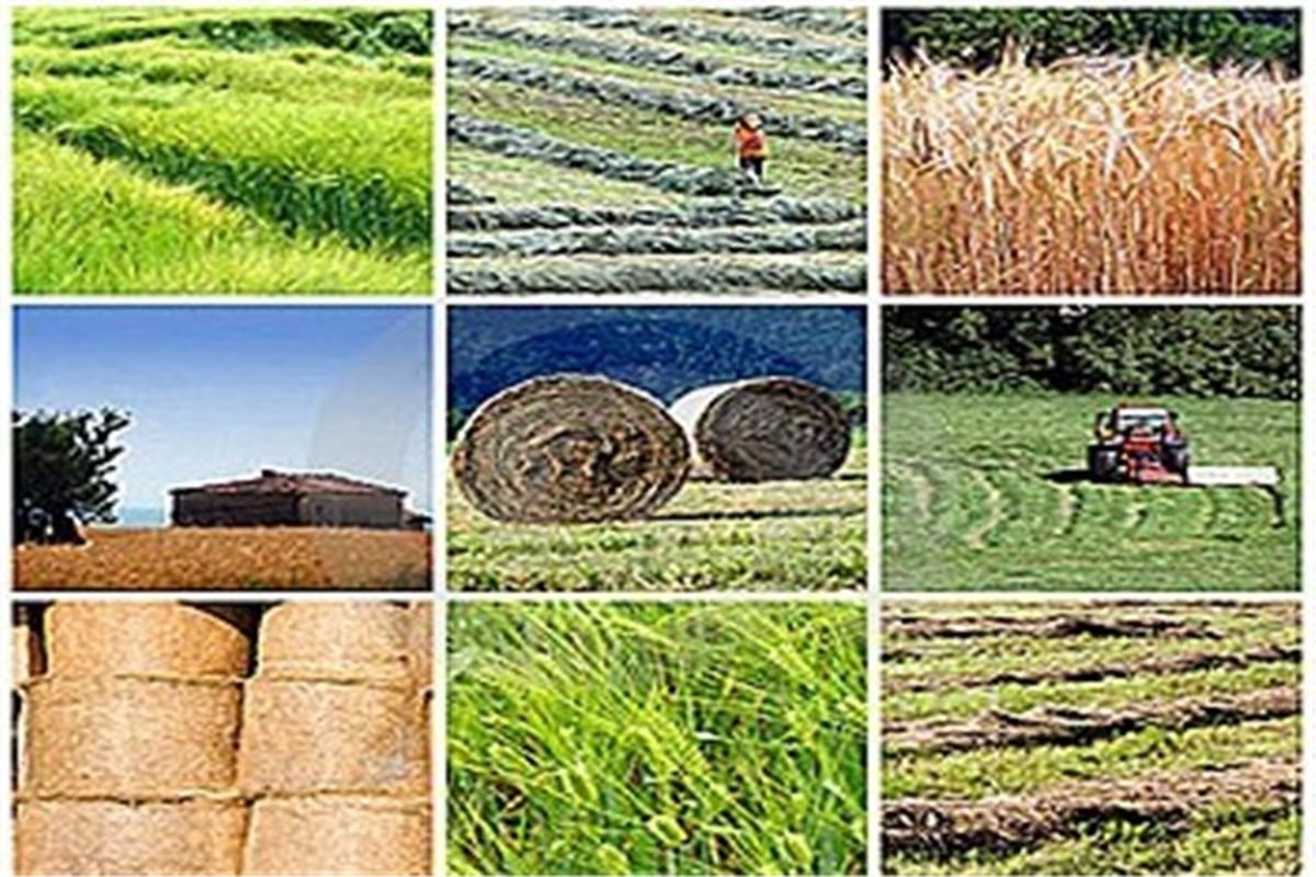 طرح روستا تعاون  در استان گلستان