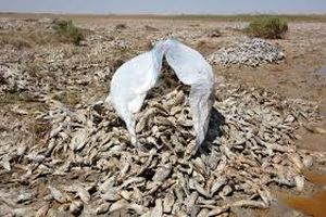 5 تن ماهی غیرقابل مصرف در سیریک معدوم شد