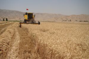 کاهش شدید بارندگی، تولید گندم را ۴ میلیون تن کاهش داد 
