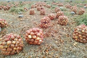 خرید توافقی پیاز برای حمایت از کشاورزان آغاز شد