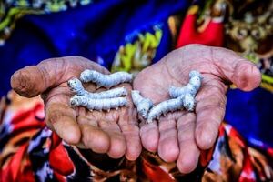 تولید بیش از ۹۳ تن پیله‌تر ابریشم در مازندران