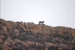 ثبت تصویری کم‌نظیر یک پلنگ ایرانی در منطقه حفاظت‌شده مردمی سادول + فیلم