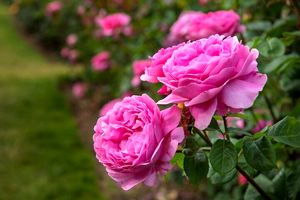 خرید توافقی گل محمدی در فارس آغاز شد