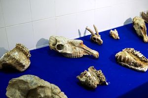 فسیل‌های ‌کمیاب‌ به دانشکده علوم زمین دانشگاه شهید چمران اهواز رسید