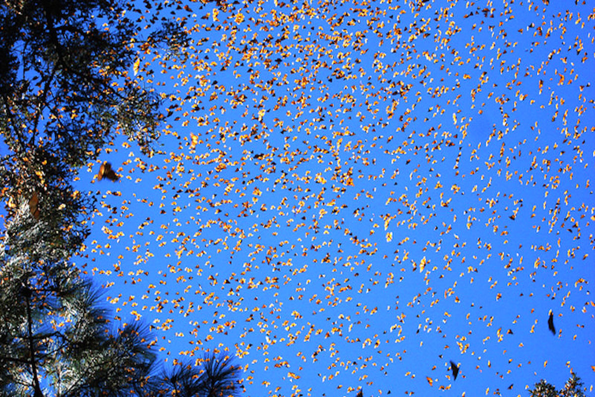 هجوم پروانه های به انزلی