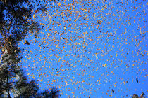 بندر انزلی در محاصره هجوم پروانه ها/ پروانه ها آفت گیاهان هستند