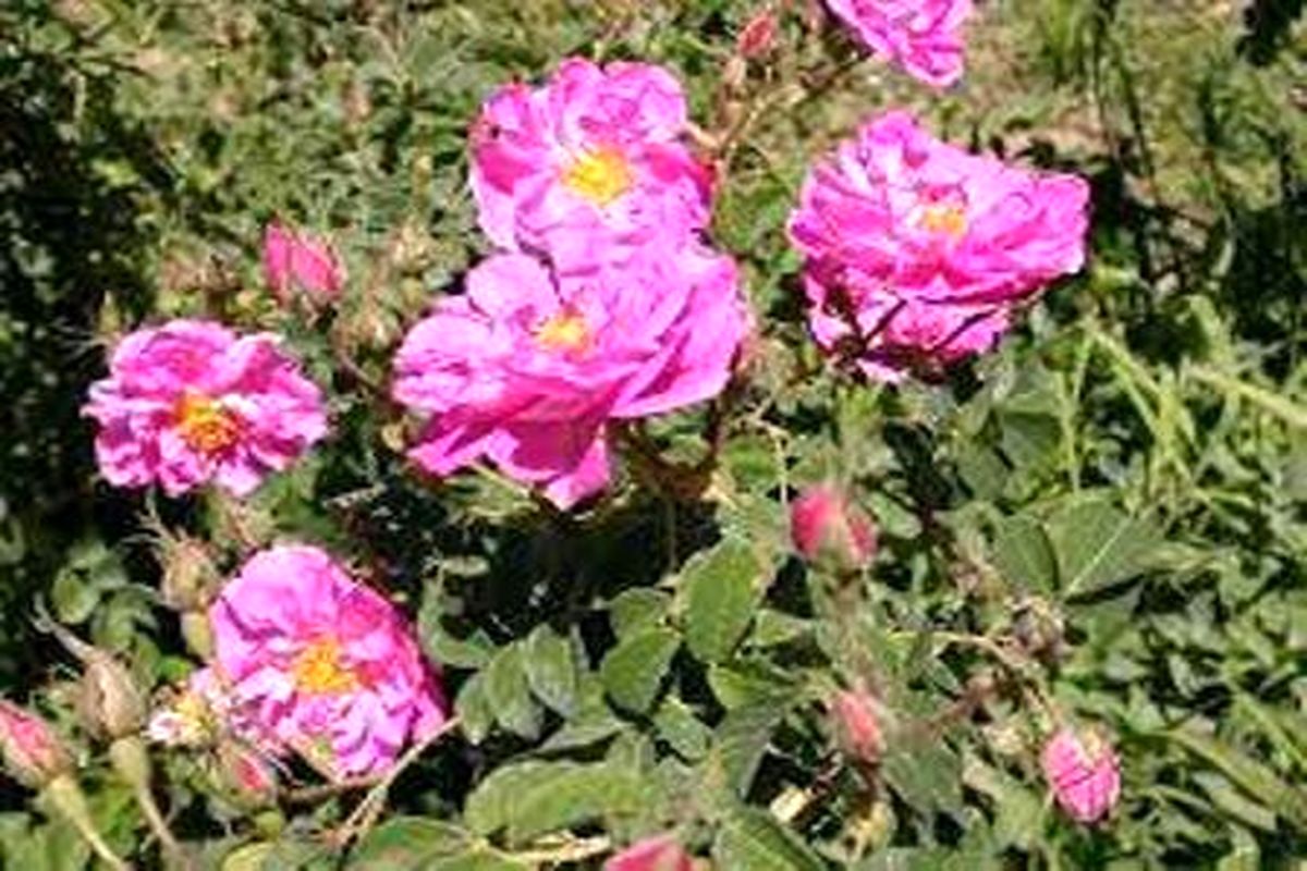 اصفهان- گل محمدی