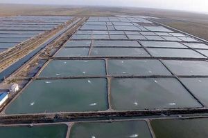 کلنگ زنی مجتمع پرورش میگو دو هزار هکتاری در میناب