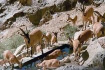 دستور فوری برای مقابله با تب برفکی/ممنوعیت کامل ورود دام به پارک ملی بمو با تأکید مقام قضایی فارس