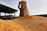 نظارت میدانی فرماندار فسا بر روند خرید تضمینی گندم