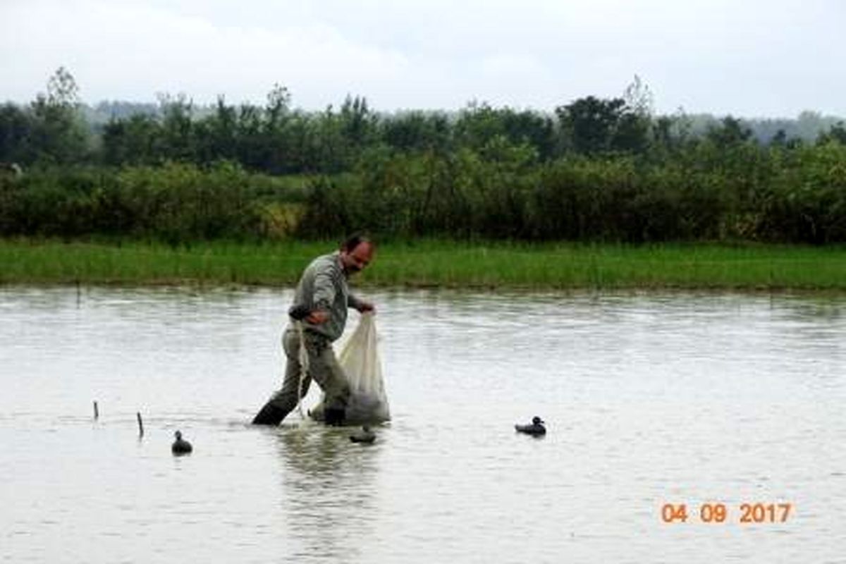 پرندگان مهاجر