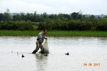 ورود نخستین گروه از پرندگان مهاجر به شفت