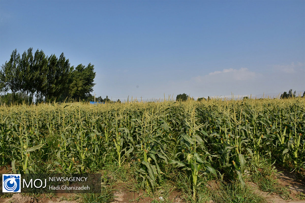 برداشت ذرت شیرین از مزارع اردبیل