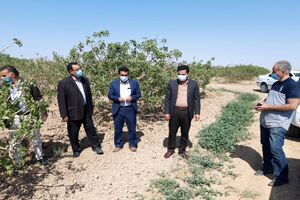 خسارت باغات مروست بالغ بر ۱۲هزار میلیارد ریال برآورد شد