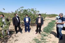 خسارت باغات مروست بالغ بر ۱۲هزار میلیارد ریال برآورد شد