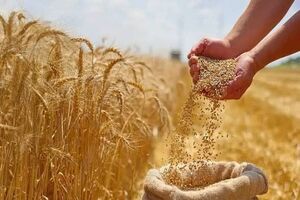 ۸۰ درصد گندم تولیدی در شهرکرد به دولت فروخته شد