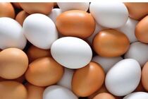 360 کارتن تخم مرغ تنظیم بازاری در آمل توزیع شد