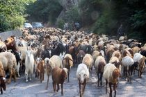 کوچ دامداران به مراتع ییلاقی غرب مازندران آغاز شد