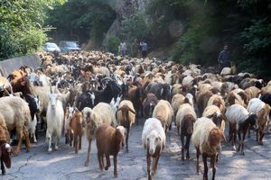 کوچ دامداران به مراتع ییلاقی غرب مازندران آغاز شد