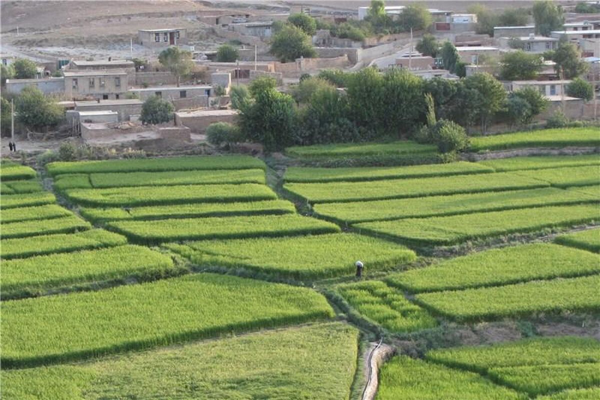 برنج سیروان