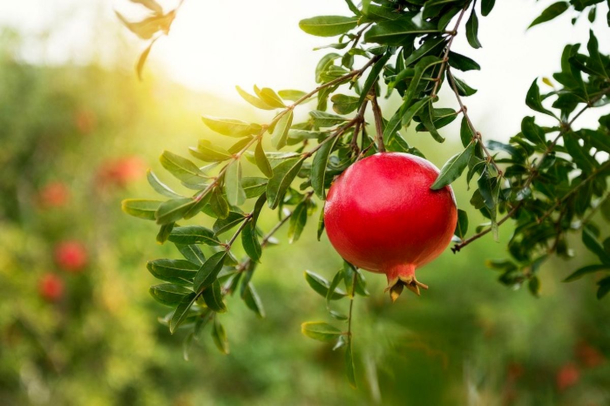 برداشت انار