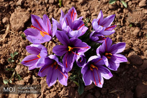 قاچاق زعفران در پی مصوبه جدید دولت / وضعیت بحرانی صادرات طلای سرخ