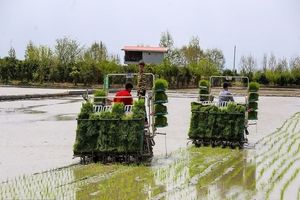 نشا کاری در ۹۷ درصد از شالیزارهای بابل پایان یافت