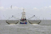 مقابله با صید ترال در هرمزگان/ اجازه نمی دهیم عده ای دریا را شخم بزنند