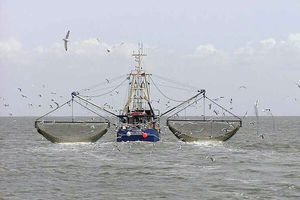 مقابله با صید ترال در هرمزگان/ اجازه نمی دهیم عده ای دریا را شخم بزنند