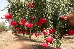 مازندران از استان های برتر تولید انار کشور است