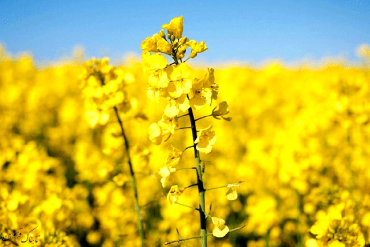 کشت+کلزا+در+هرمزگان