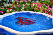 تعیین چهار نقطه از سطح شهر سنندج  جهت رها سازی ماهی قرمز