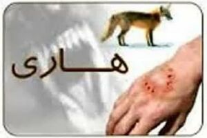 هشدار شبکه بهداشت آران و بیدگل در خصوص گازگرفتگی شغال بیمار به هفت نفر از شهروندان/ تمامی بیماران واکسن ضد هاری دریافت کردند