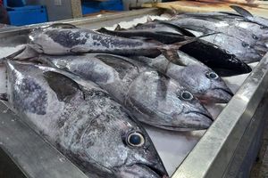 ارز آوری 76میلیون و 500هزار دلاری صادرات آبزیان هرمزگان